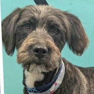 Sargent, Adoptable, Young Male Poodle.