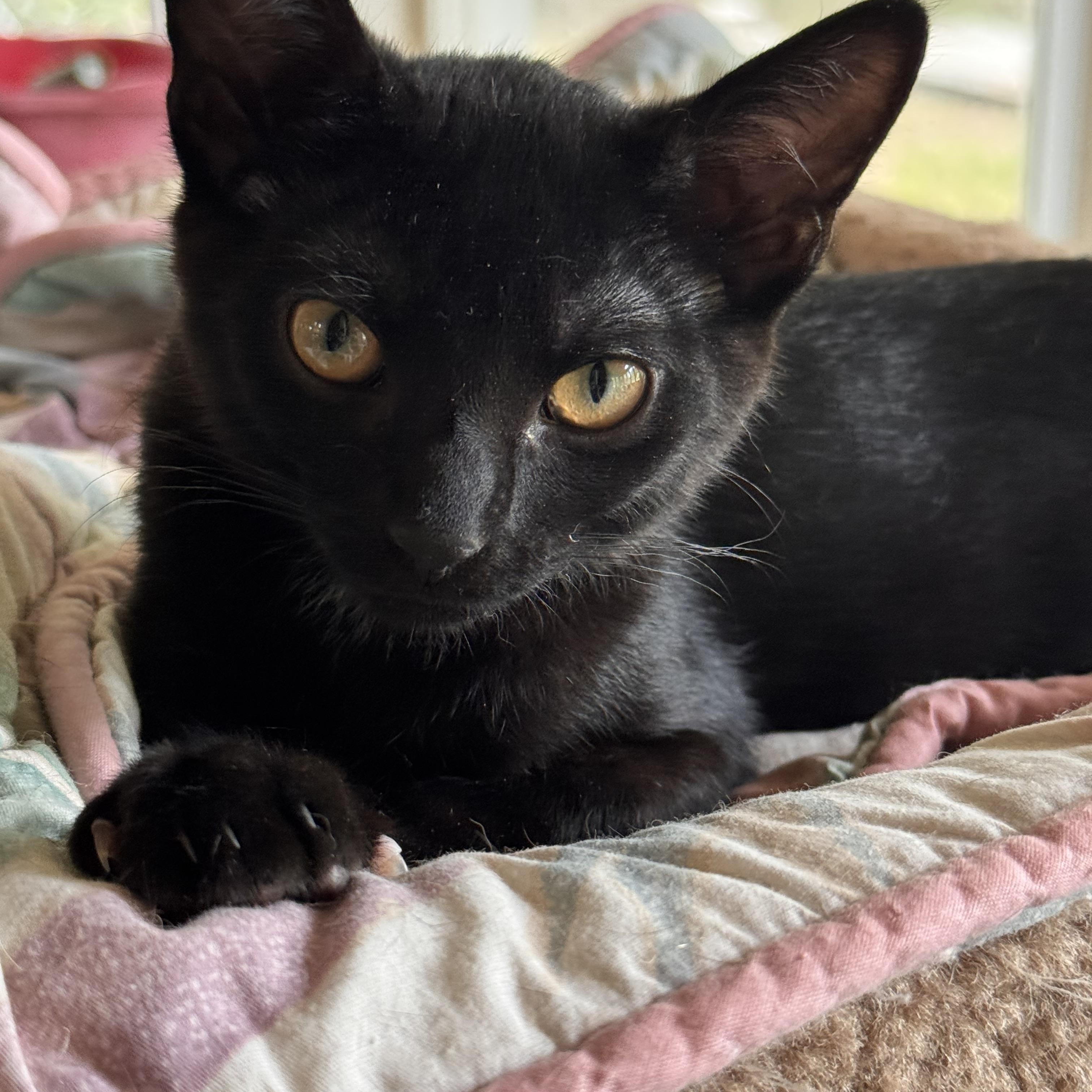 Flynn, an adoptable Domestic Short Hair & Siamese Mix in Belmont, NC_image-1