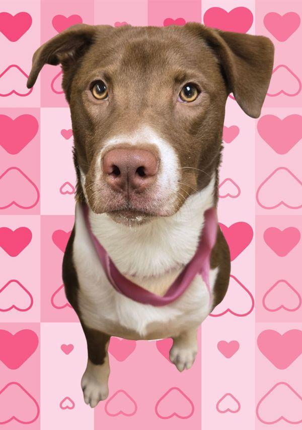 Sally, Adoptable, Young Female Border Collie & American Pitbull.