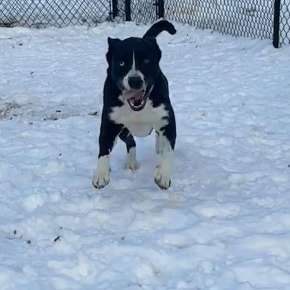 Enlarge Gracie, a Adoptable mixed breed in Indianapolis, IN image 2/4