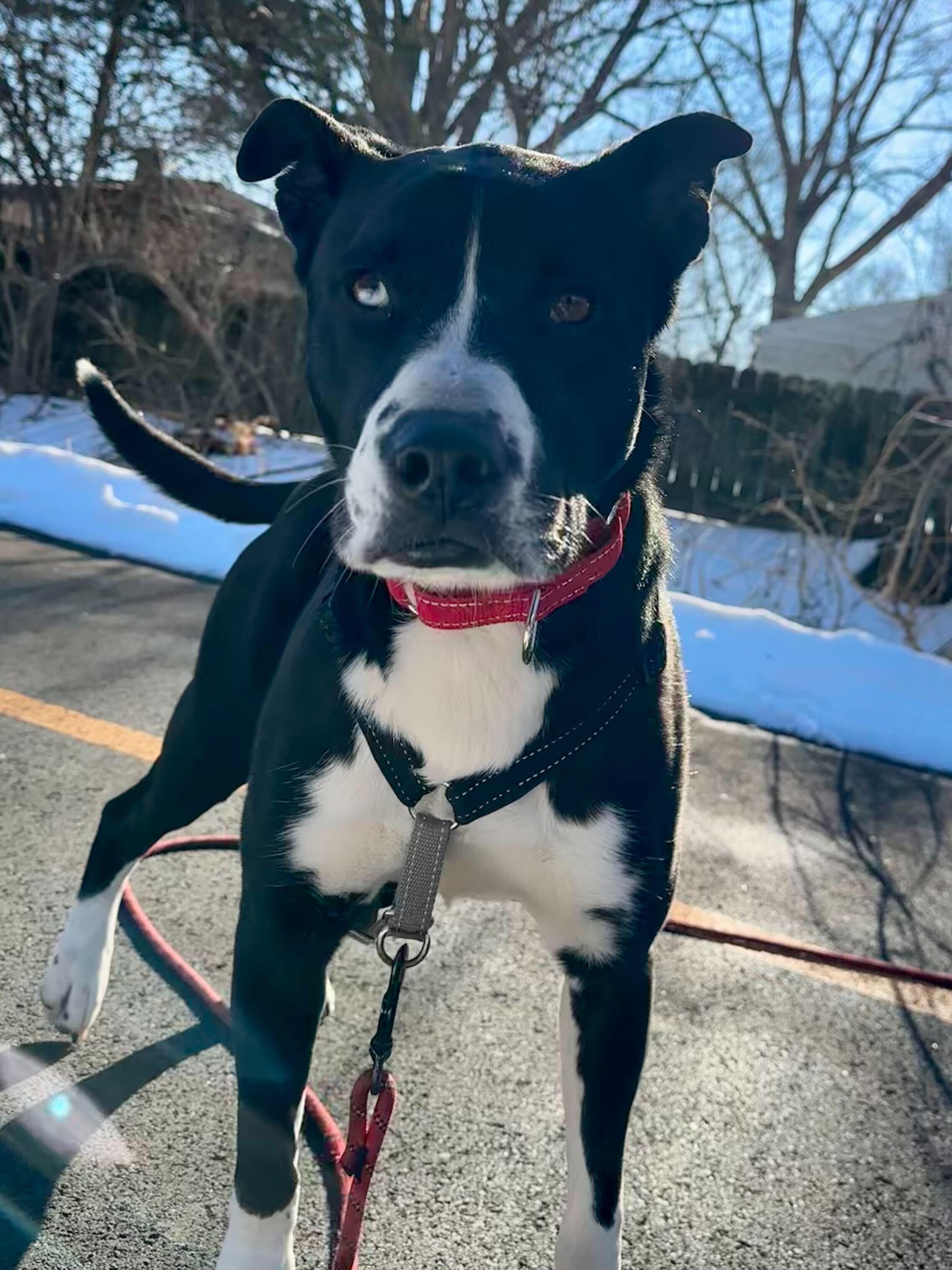 Enlarge Gracie, a Adoptable mixed breed in Indianapolis, IN image 4/4