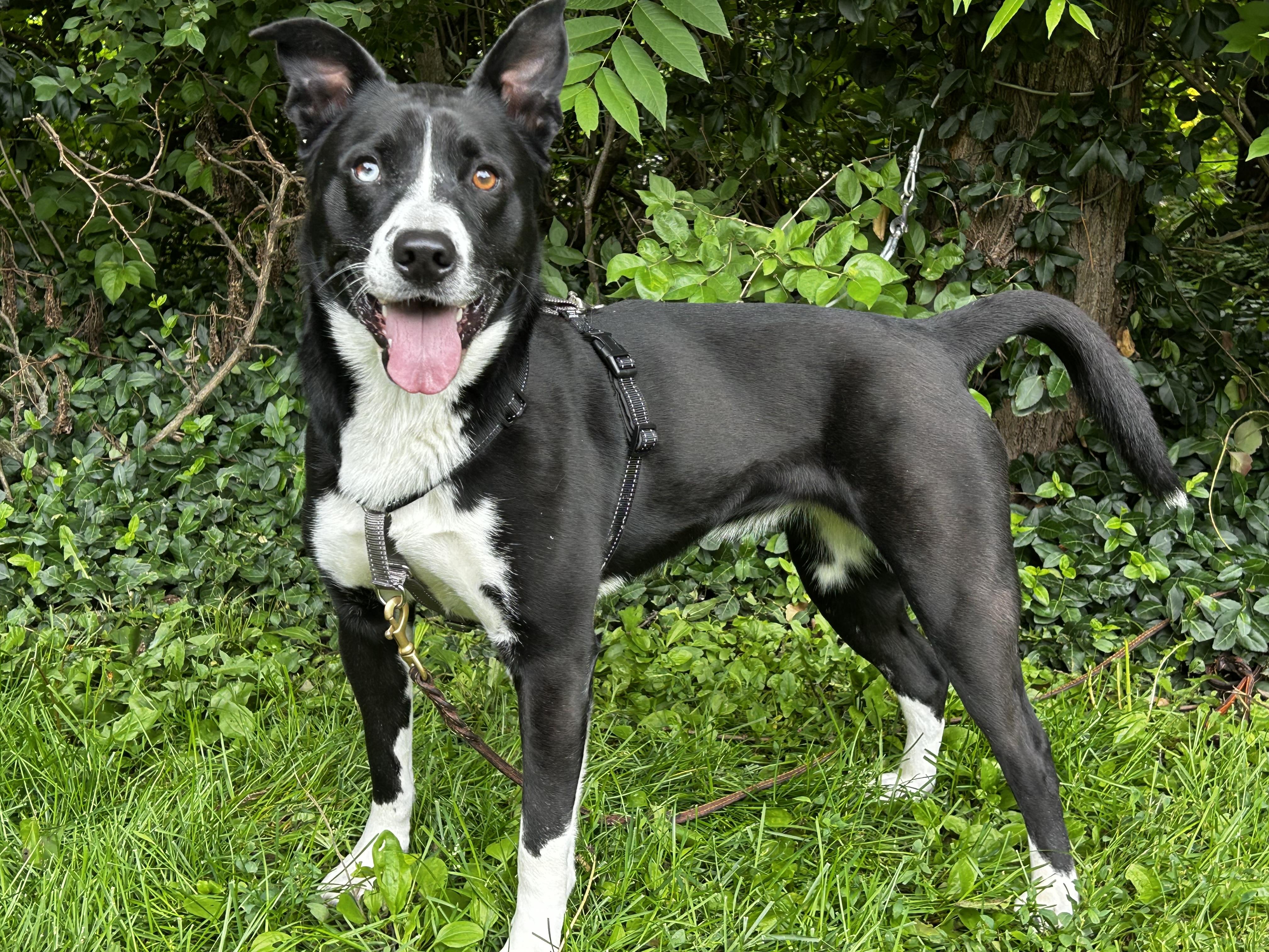 Gracie, a Adoptable mixed breed in Indianapolis, IN image 4/4