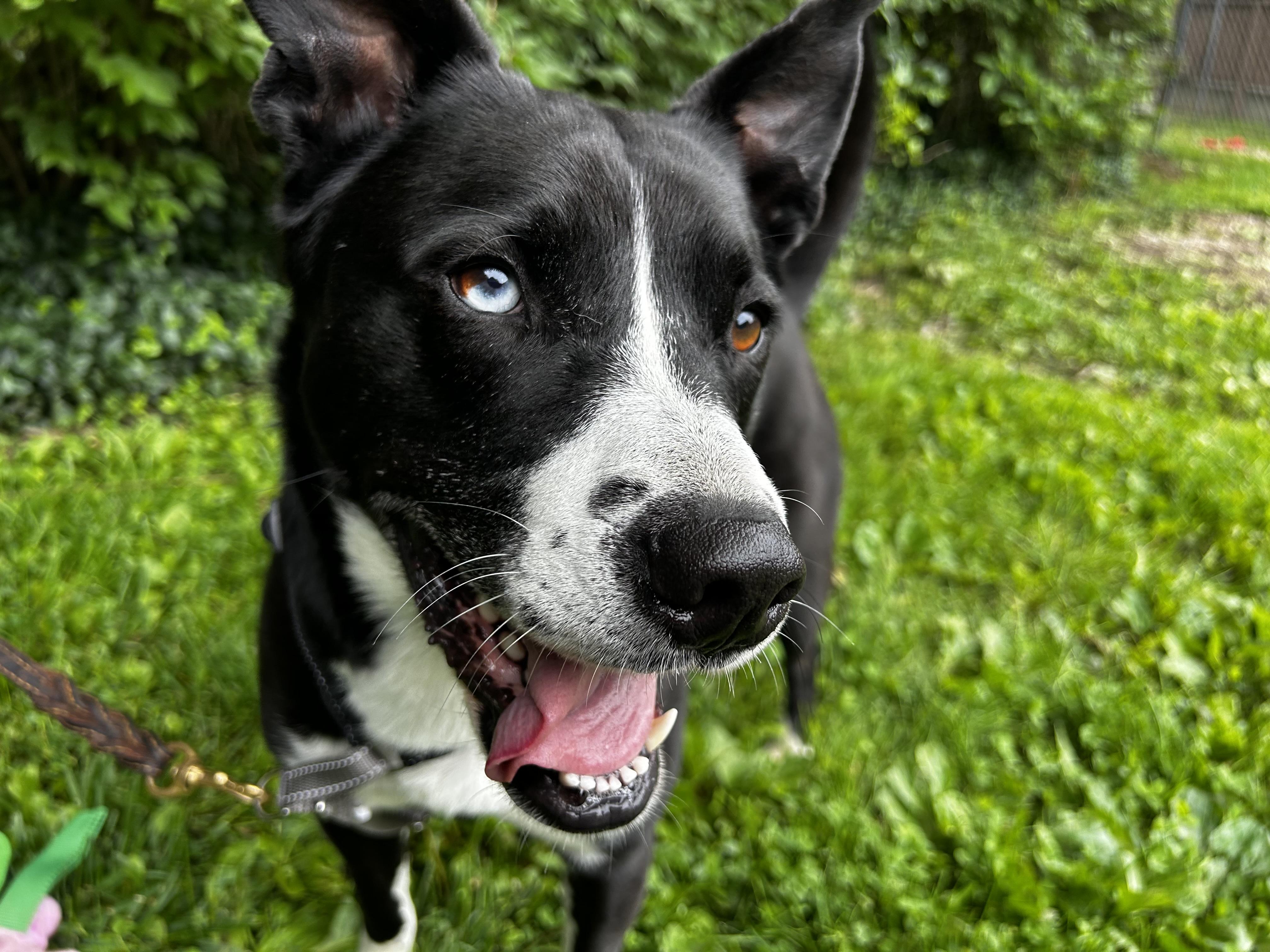 Gracie, Adoptable, Adult Female Collie & Black Labrador Retriever.
