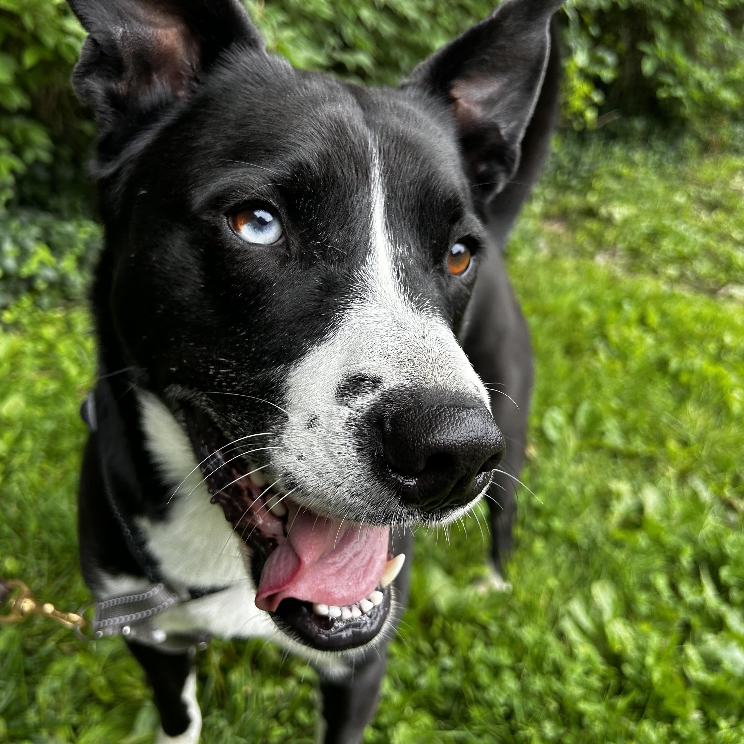 Gracie, a Adoptable mixed breed in Indianapolis, IN image 1/4