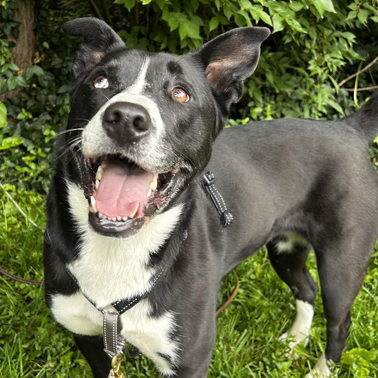 Gracie, a Adoptable mixed breed in Indianapolis, IN image 3/4
