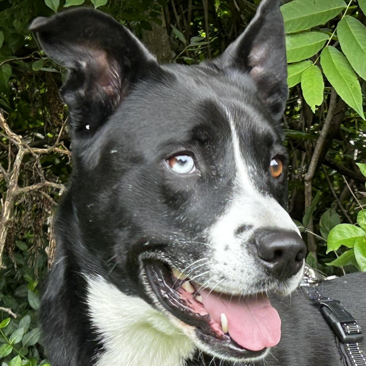Gracie, a Adoptable mixed breed in Indianapolis, IN image 4/4