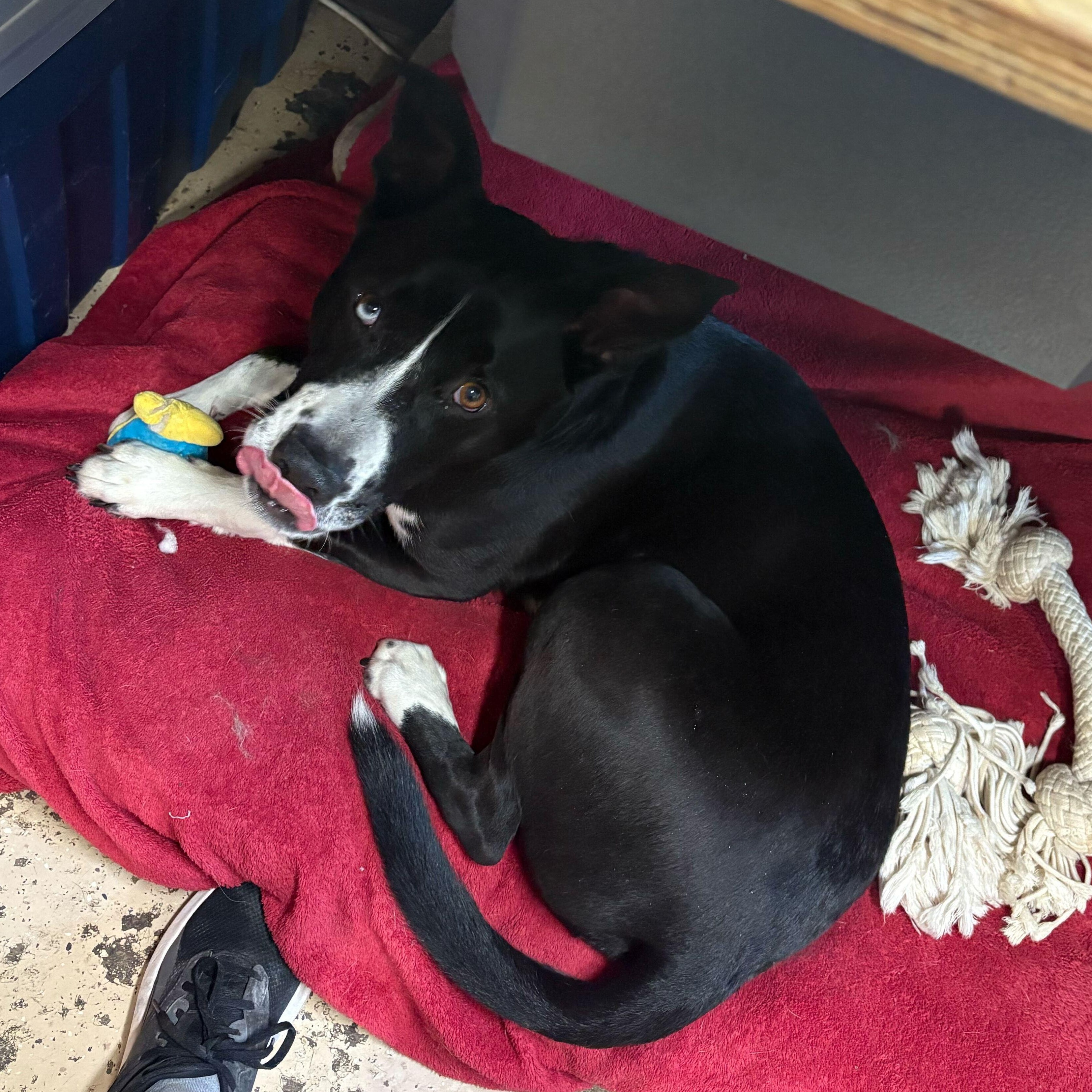 Enlarge Gracie, a Adoptable mixed breed in Indianapolis, IN image 1/4