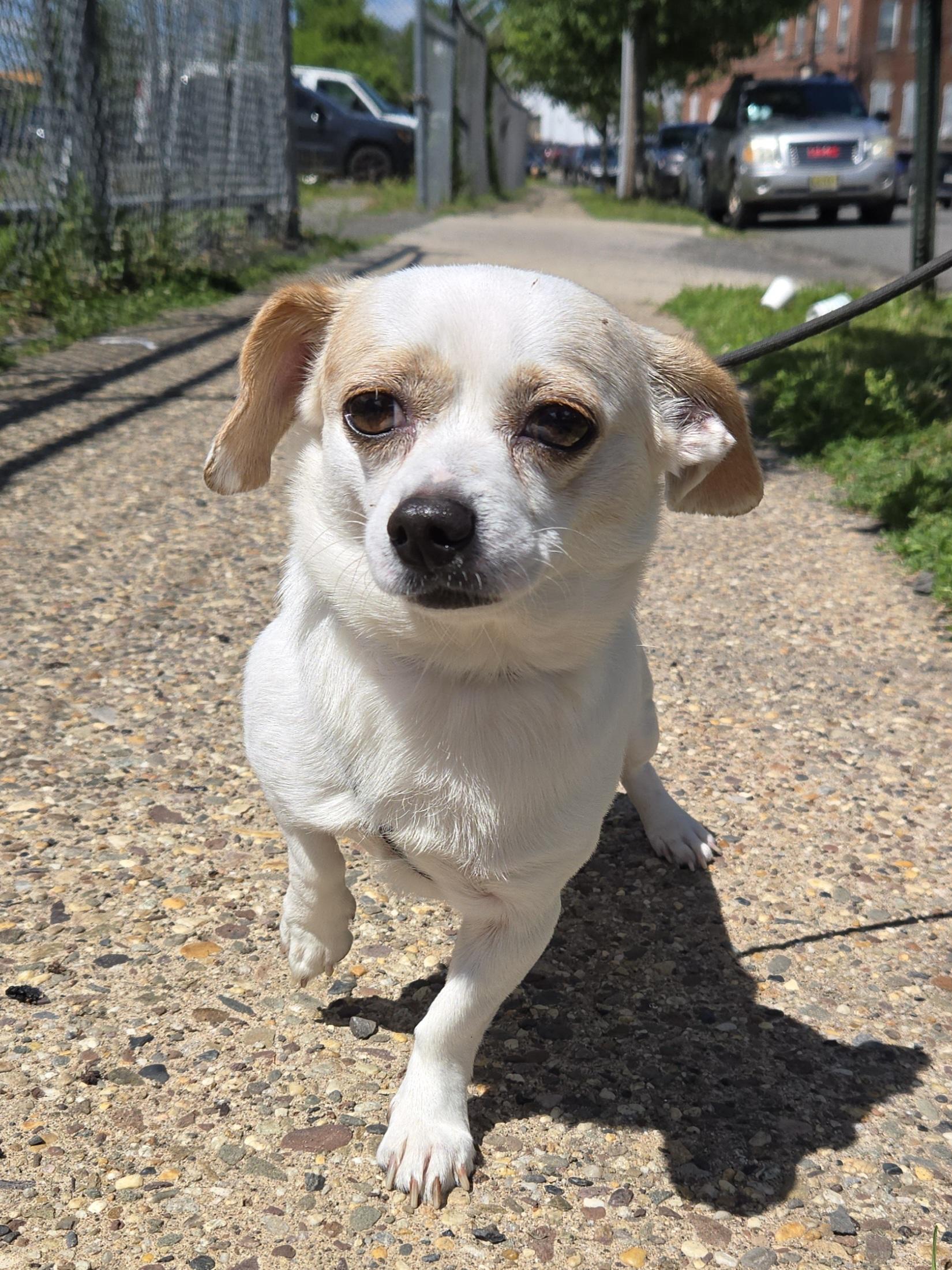 Brunito, ADOPTABLE, Young Male Chihuahua.