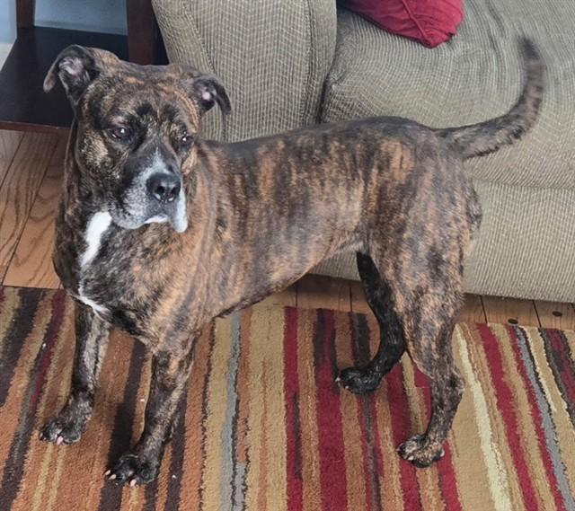 Enlarge DARLA, a Adoptable mixed breed in Olivette, MO image 1/1