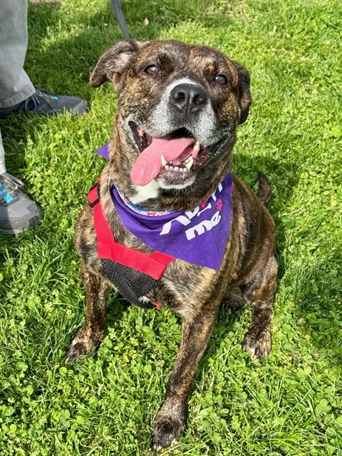 DARLA, Adoptable, Adult Female Boxer & Terrier.