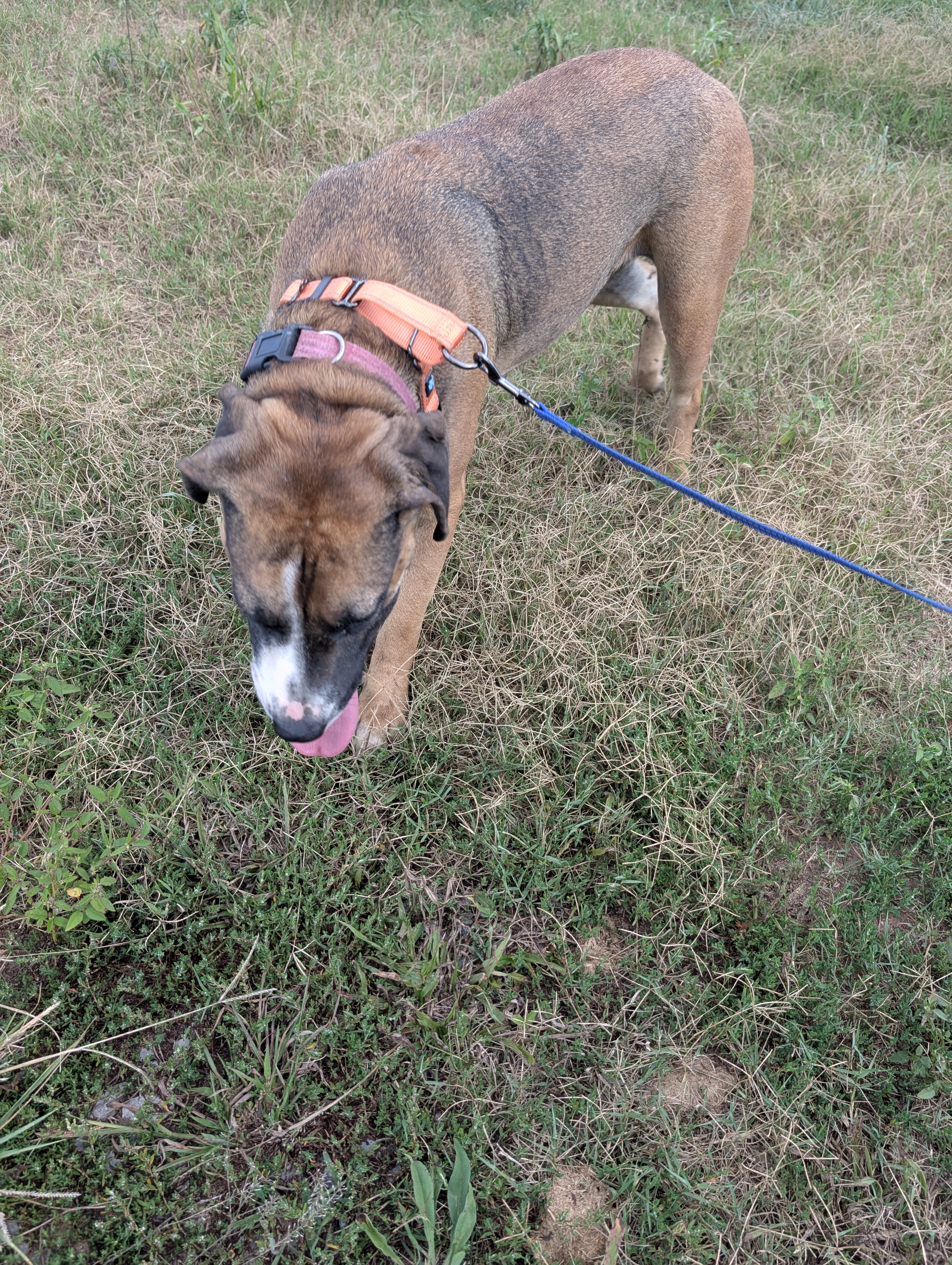 Carmel (NO ADOPTION FEE Home, Foster or Rescue Needed ASAP), Adoptable, Adult Female Hound.
