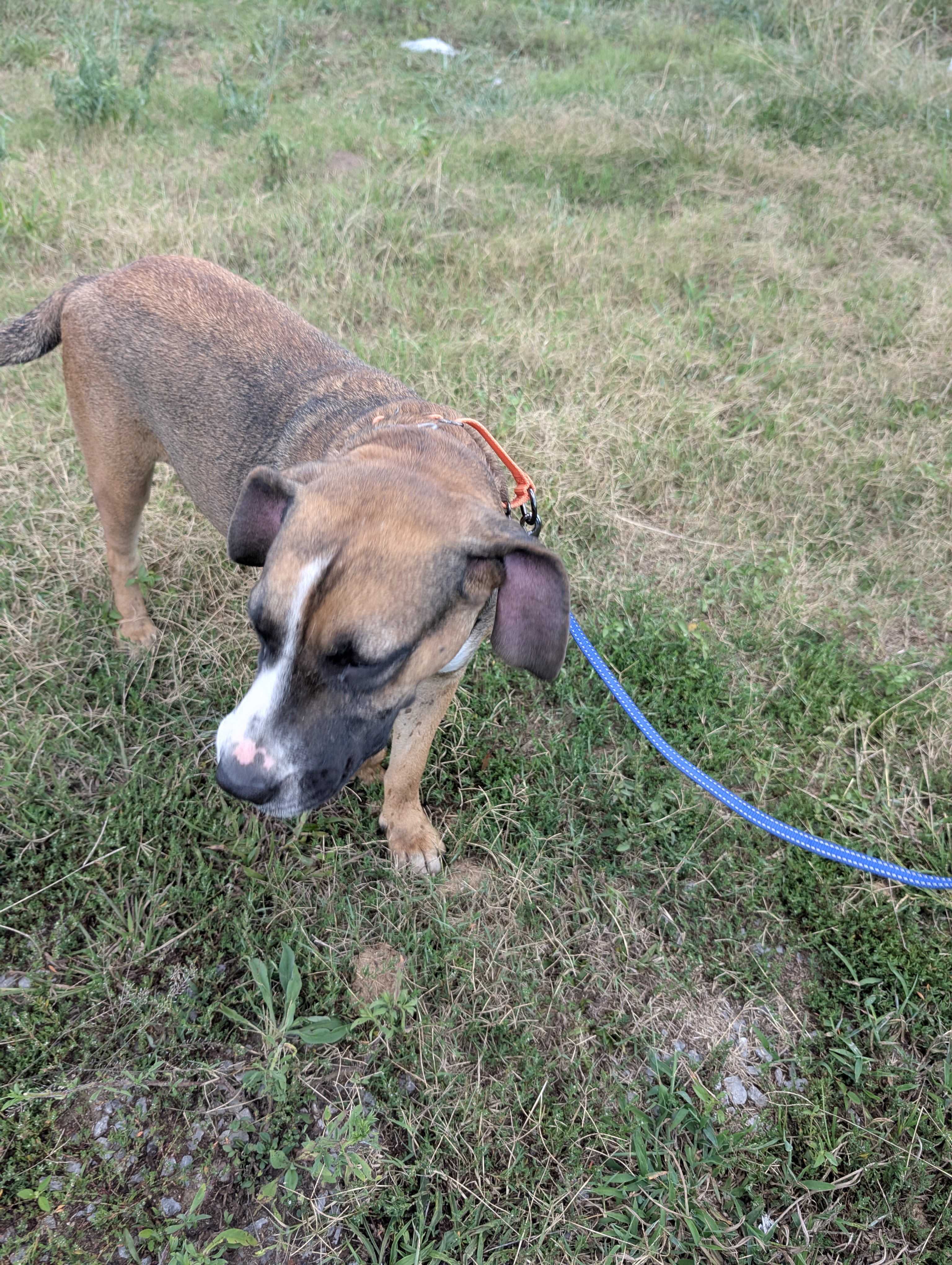 Enlarge Carmel (NO ADOPTION FEE Home, Foster or Rescue Needed ASAP), a Adoptable mixed breed in Guntersville, AL image 2/4