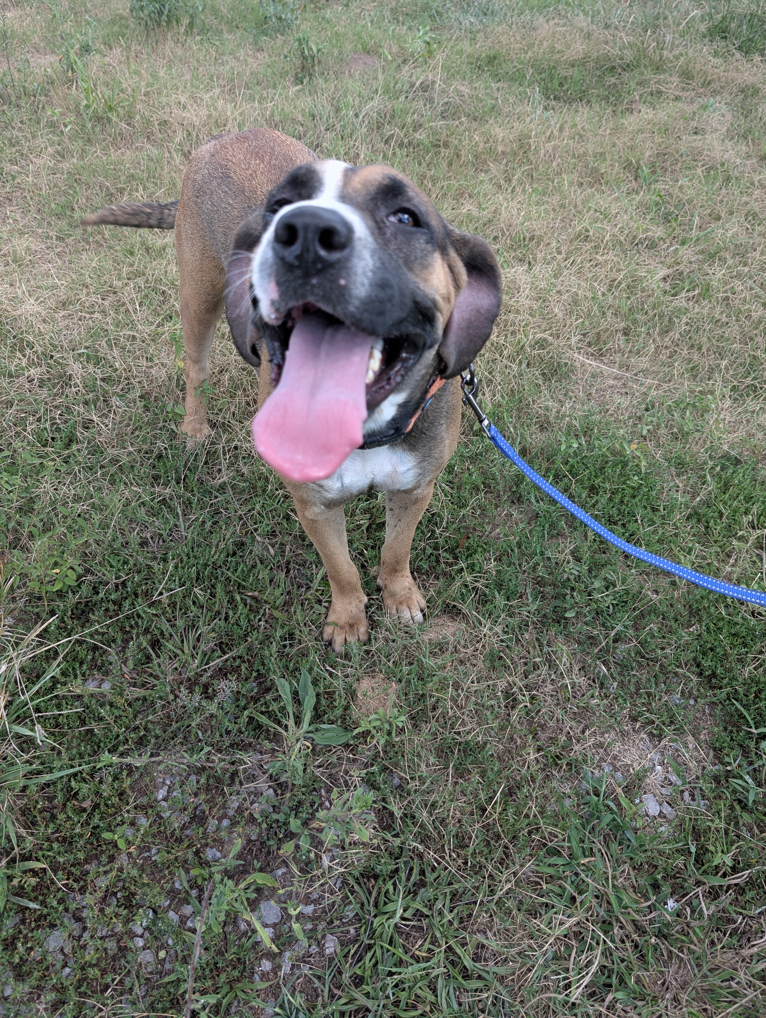 Enlarge Carmel (NO ADOPTION FEE Home, Foster or Rescue Needed ASAP), a Adoptable mixed breed in Guntersville, AL image 3/4