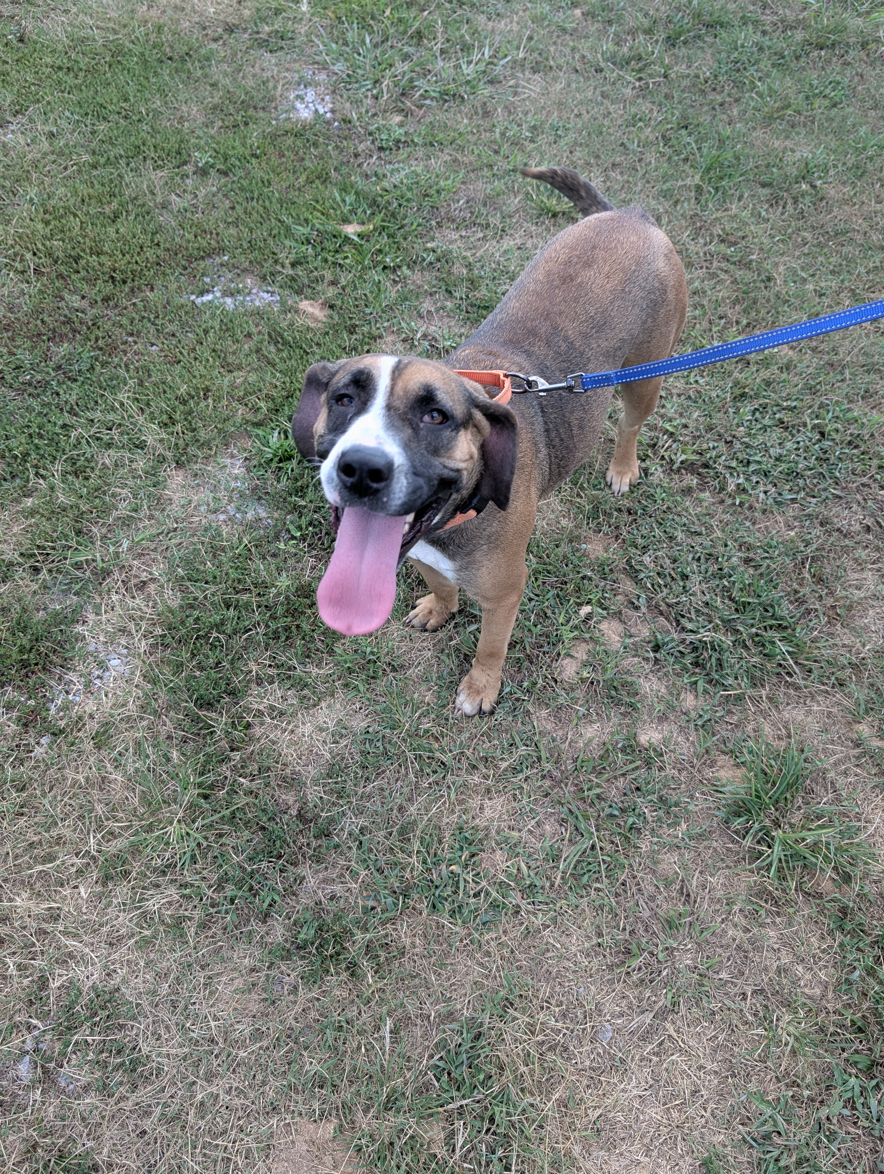 Enlarge Carmel (NO ADOPTION FEE Home, Foster or Rescue Needed ASAP), a Adoptable mixed breed in Guntersville, AL image 4/4