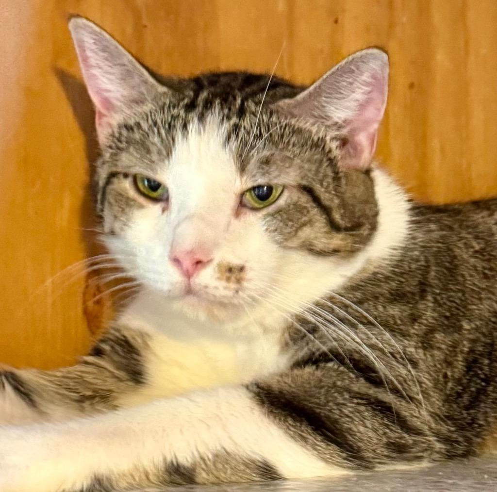 Catrick Swayzee, Adoptable, Young Male Domestic Short Hair.