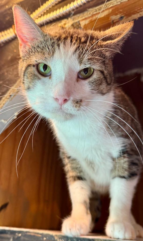Enlarge Catrick Swayzee, a Adoptable mixed breed in New Braunfels, TX image 2/6
