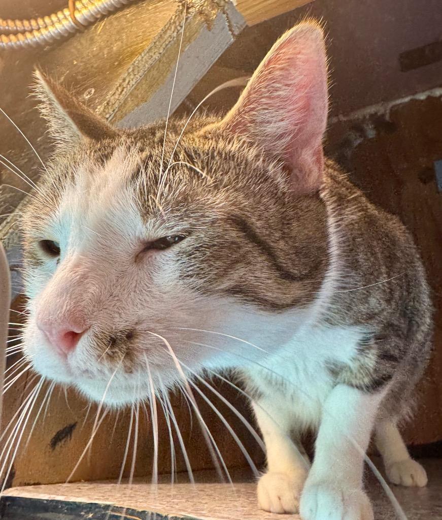 Enlarge Catrick Swayzee, a Adoptable mixed breed in New Braunfels, TX image 3/6