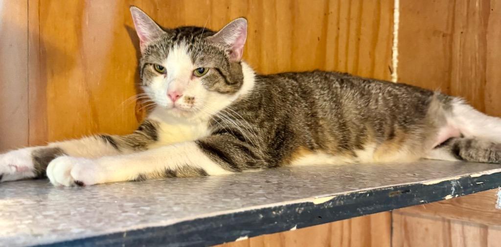 Enlarge Catrick Swayzee, a Adoptable mixed breed in New Braunfels, TX image 4/6