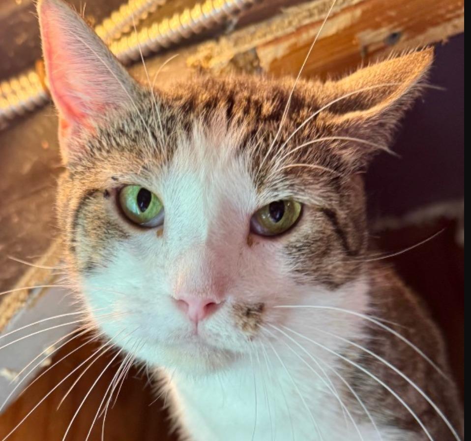 Enlarge Catrick Swayzee, a Adoptable mixed breed in New Braunfels, TX image 5/6