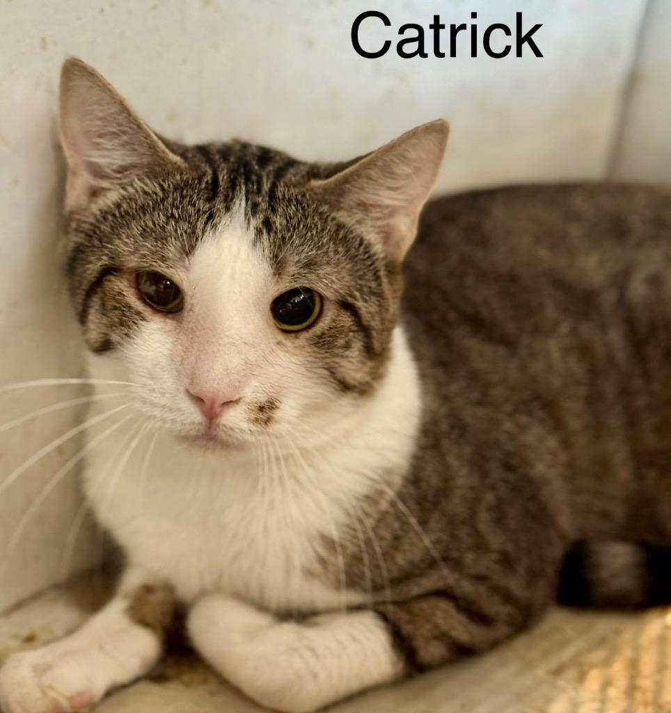 Enlarge Catrick Swayzee, a Adoptable mixed breed in New Braunfels, TX image 1/1