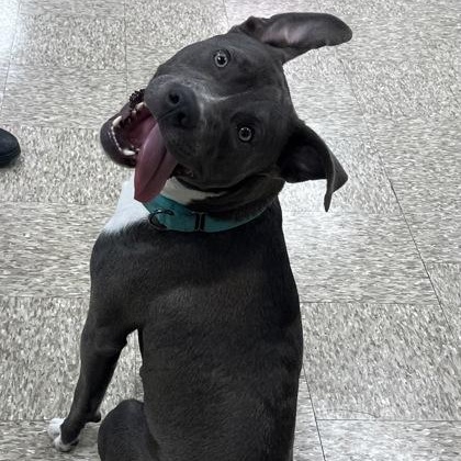 Boston, a ADOPTABLE mixed breed in Cibolo, TX image 2/2