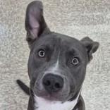 Boston, ADOPTABLE, Young Male American Staffordshire Terrier & Black Labrador Retriever.