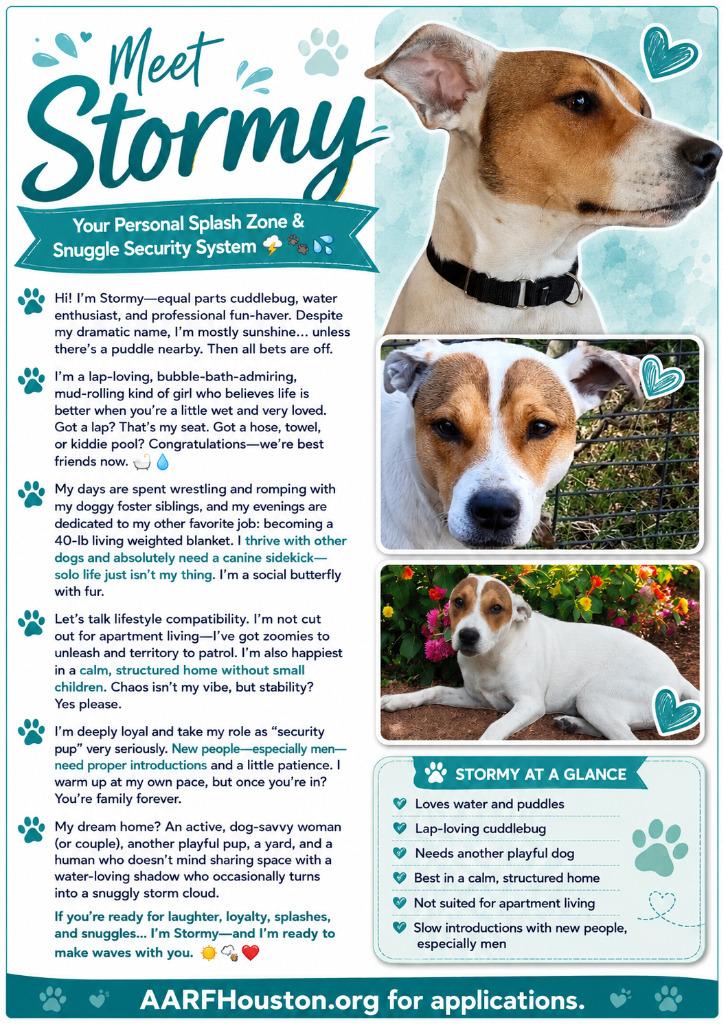 Stormy, Adoptable, Adult Female Australian Cattle Dog / Blue Heeler & Pit Bull Terrier.