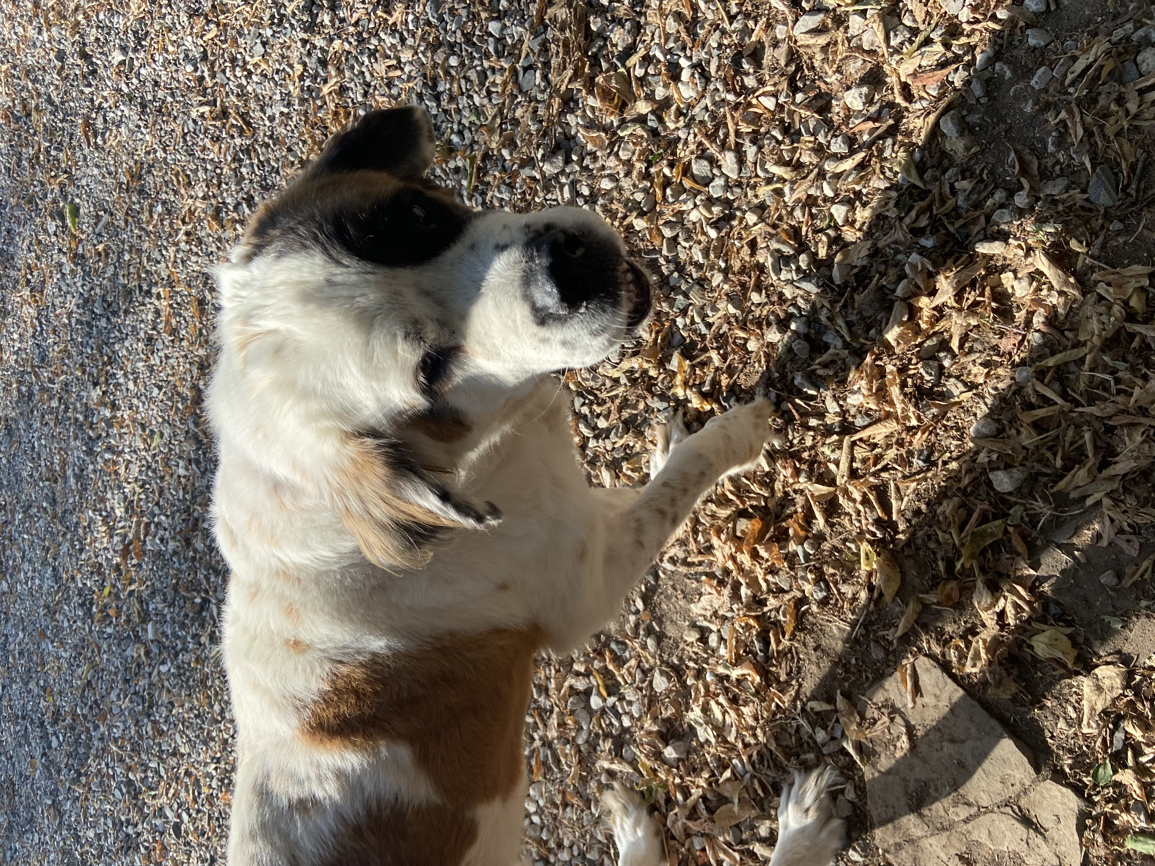 Enlarge Bella, a Adoptable Saint Bernard in McKinney, TX image 1/3