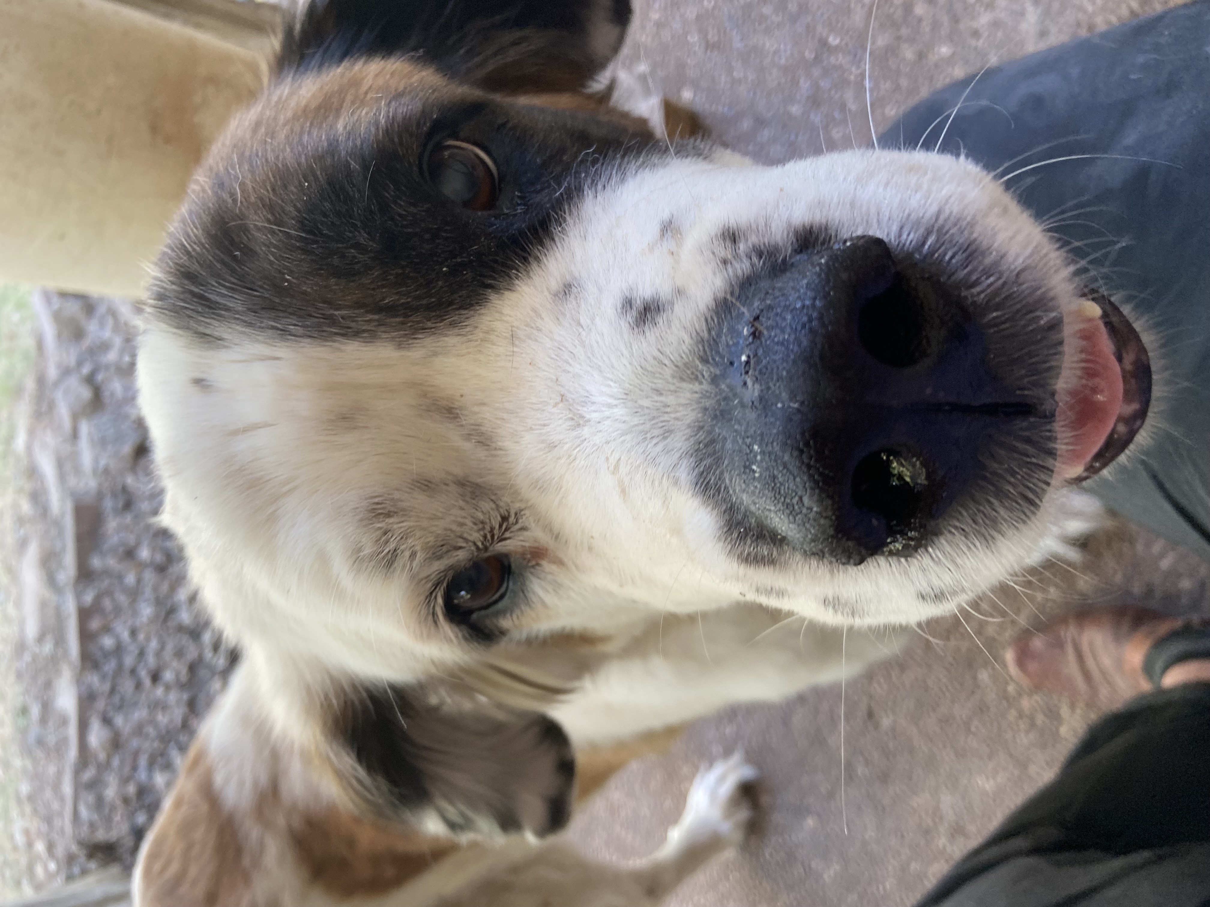 Enlarge Bella, a Adoptable Saint Bernard in McKinney, TX image 2/3