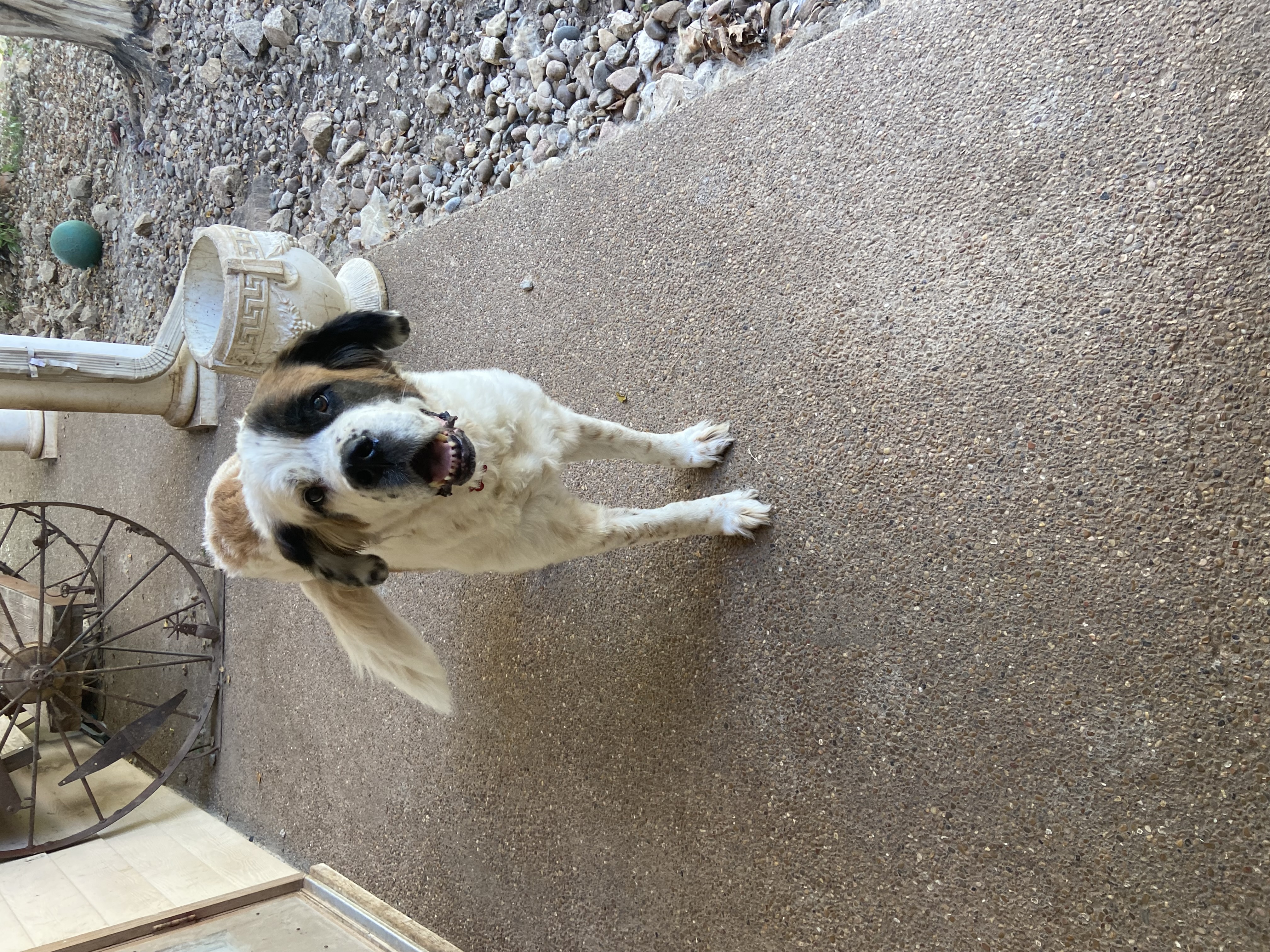 Enlarge Bella, a Adoptable Saint Bernard in McKinney, TX image 3/3