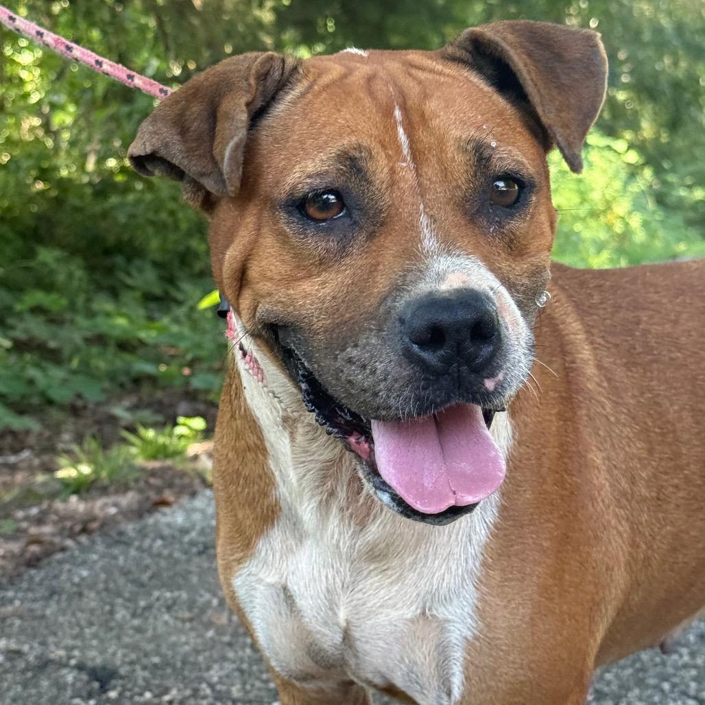 Lemon Pickle, Adoptable, Adult Female Boxer & Mixed Breed.