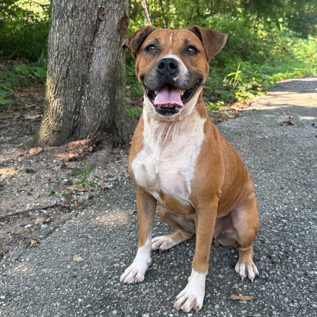 Lemon Pickle, a Adoptable mixed breed in Monroeville, AL image 2/6
