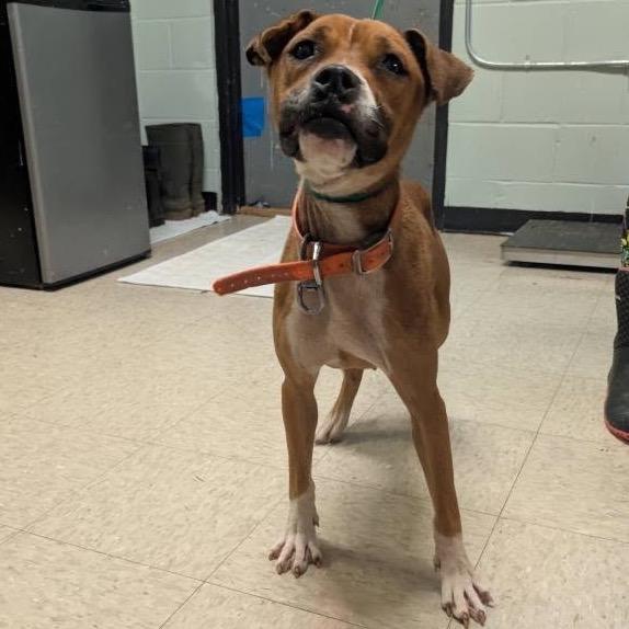 Lemon Pickle, a Adoptable mixed breed in Monroeville, AL image 3/6