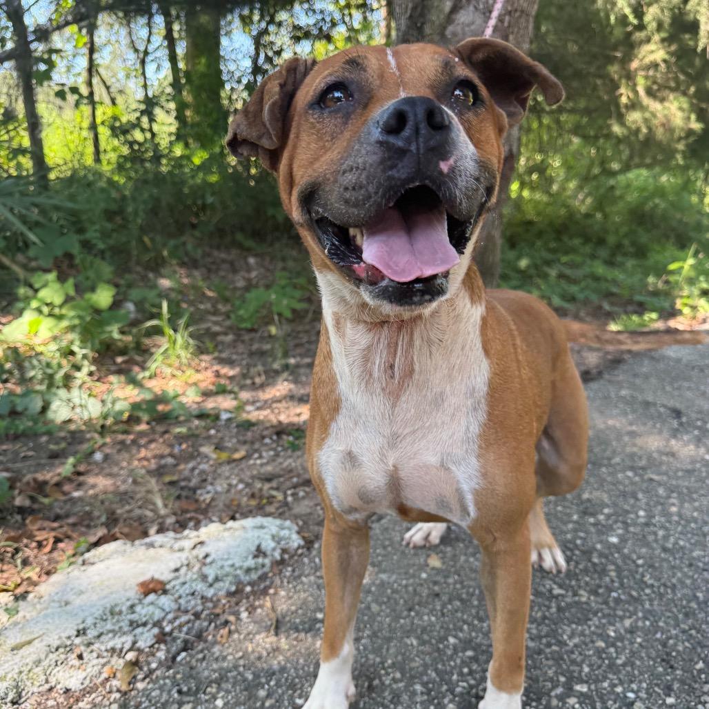 Lemon Pickle, a Adoptable mixed breed in Monroeville, AL image 5/6
