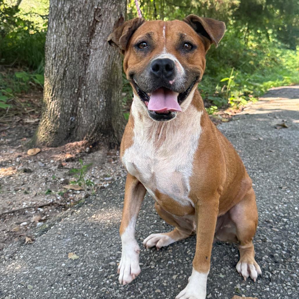 Lemon Pickle, a Adoptable mixed breed in Monroeville, AL image 6/6