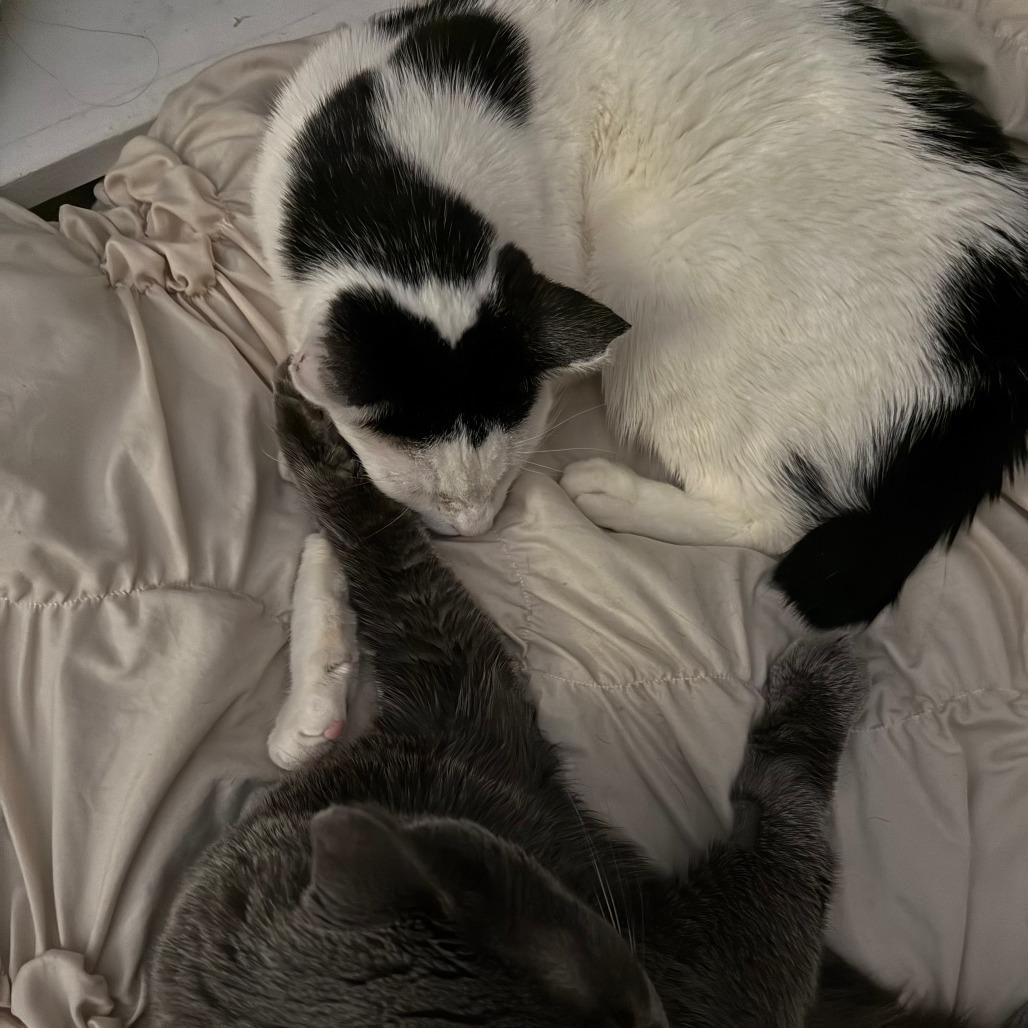 Frankie, Adoptable, Senior Male Domestic Short Hair.