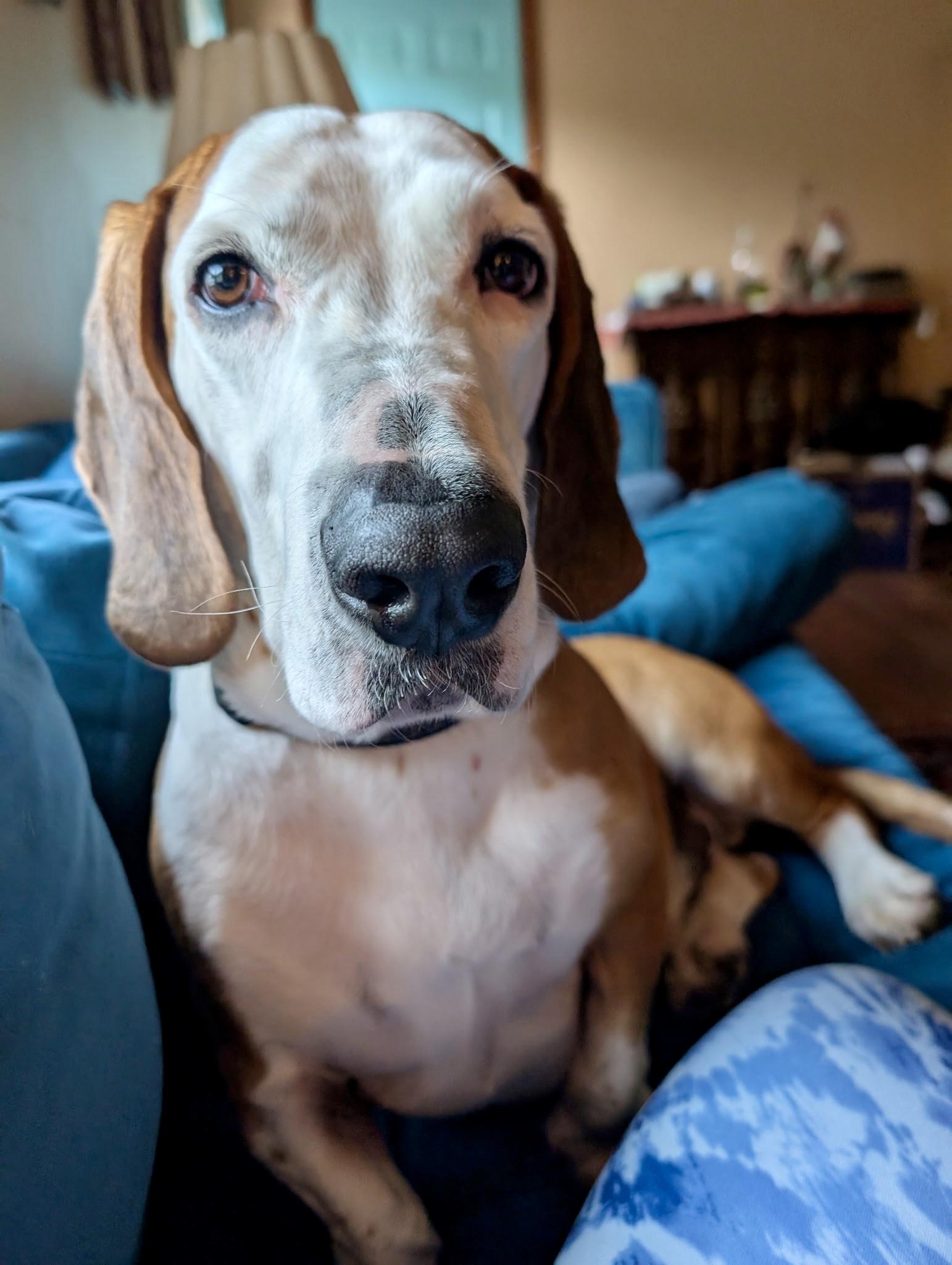Hershey, an adoptable Basset Hound in St. Paul, MN, 55110 | Photo Image 5