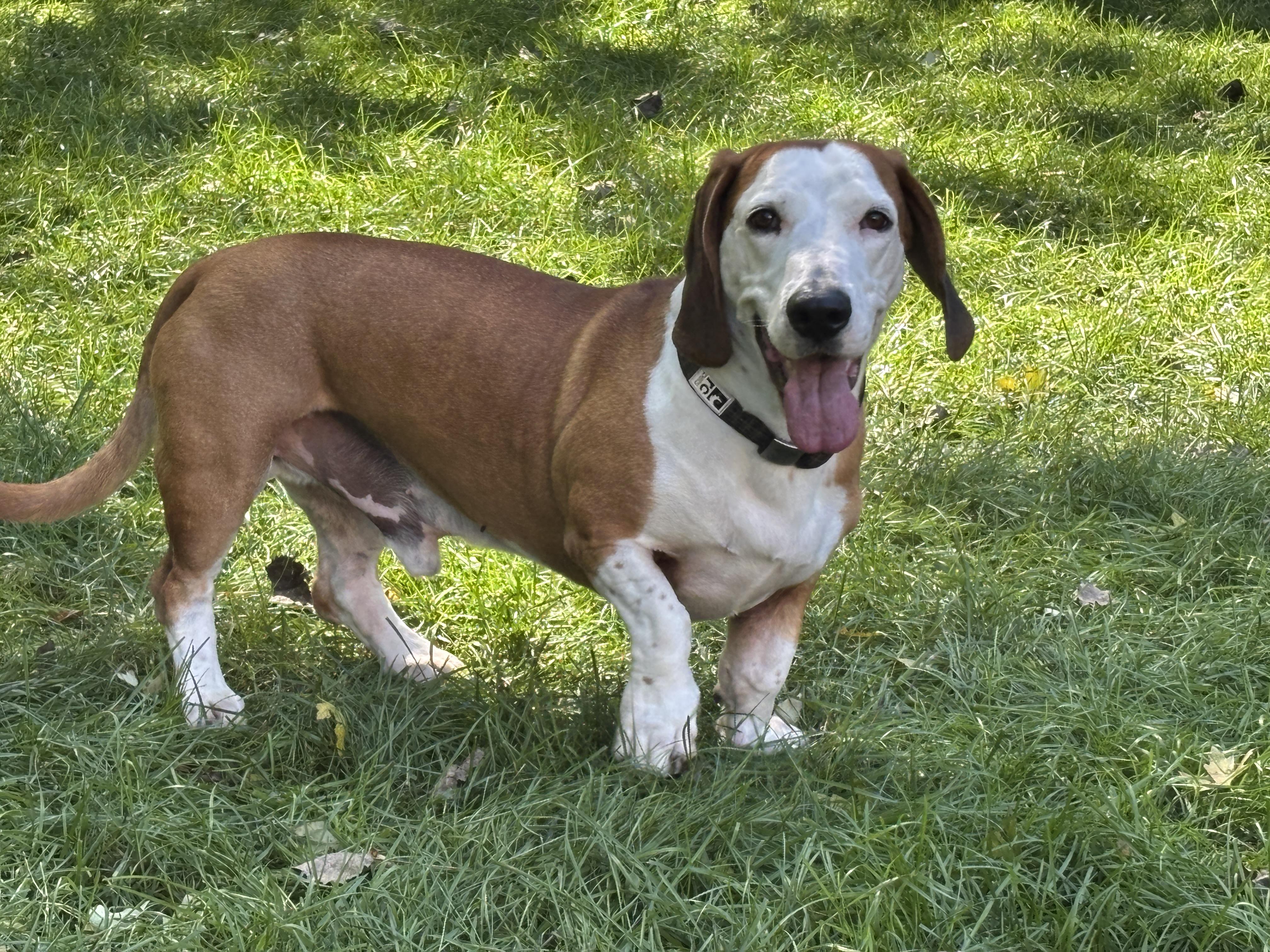 Hershey, an adoptable Basset Hound in St. Paul, MN, 55110 | Photo Image 1