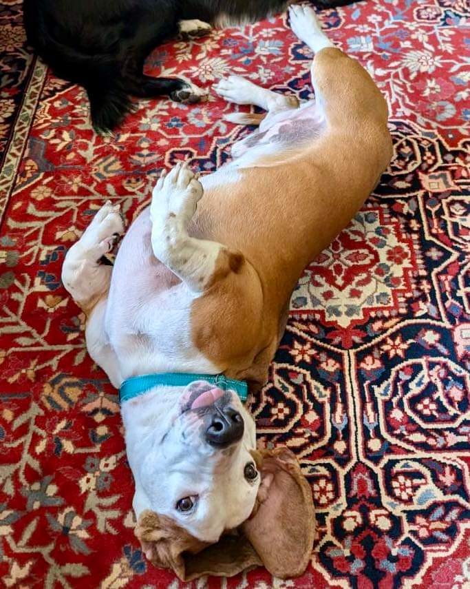 Hershey, an adoptable Basset Hound in St. Paul, MN, 55110 | Photo Image 3