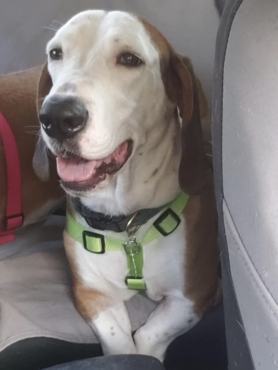 Hershey, an adoptable Basset Hound in St. Paul, MN, 55110 | Photo Image 4