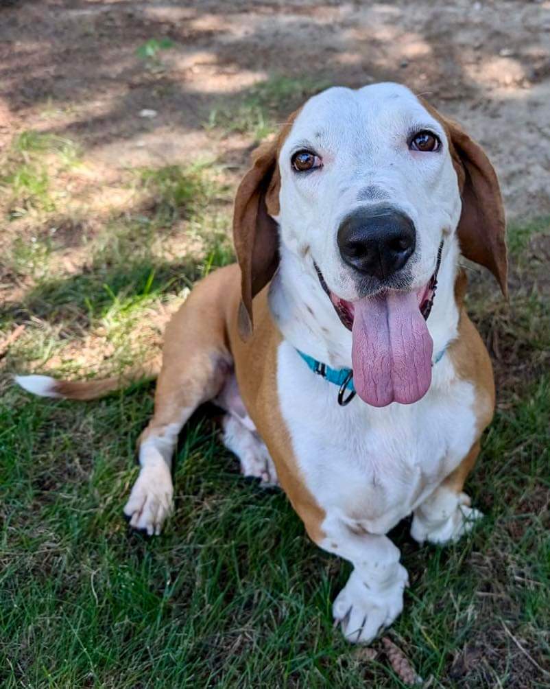 Hershey, an adoptable Basset Hound in St. Paul, MN, 55110 | Photo Image 2
