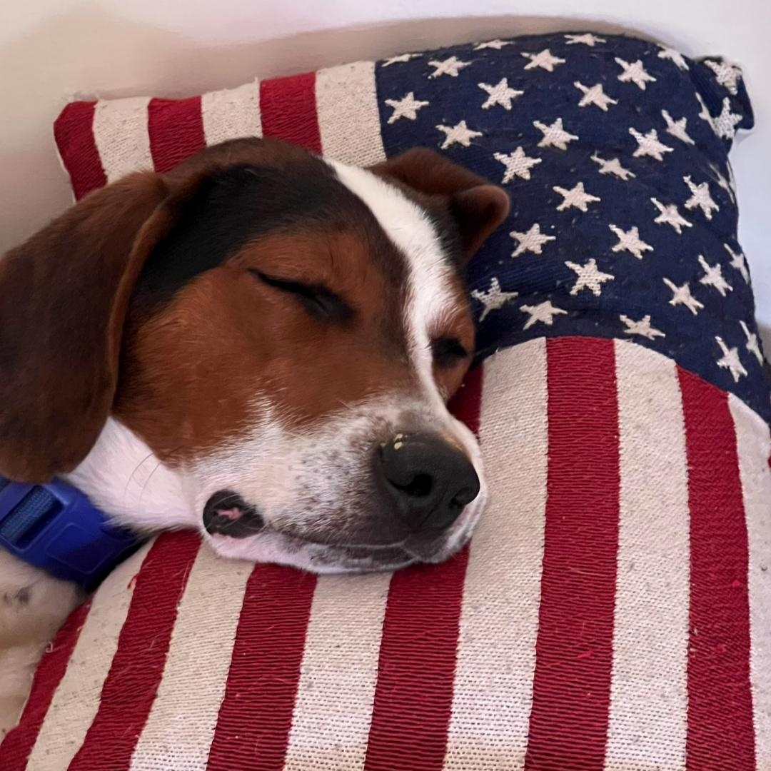 Scooby, Adoptable, Adult Male Beagle & Coonhound.