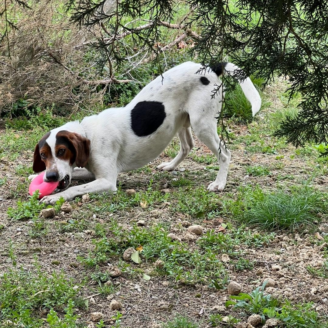 Enlarge Scooby, a Adoptable mixed breed in Maryville, TN image 2/2