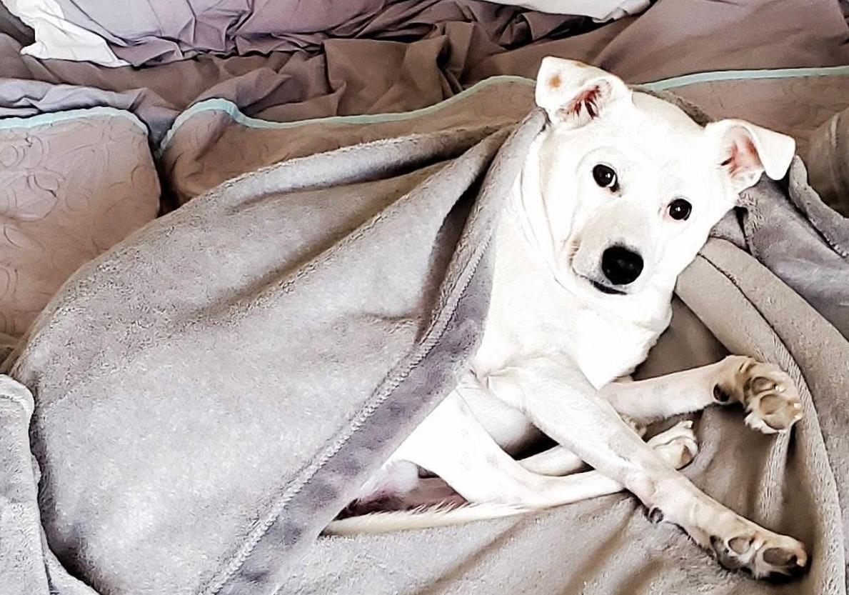 Louie, ADOPTABLE, Senior Female Shepherd.