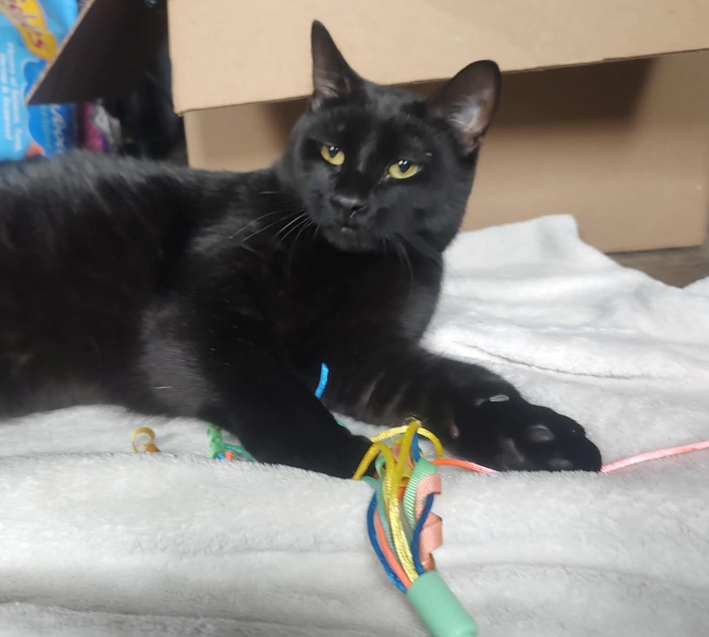 Ember, a Adoptable mixed breed in Fair Oaks, IN image 1/3