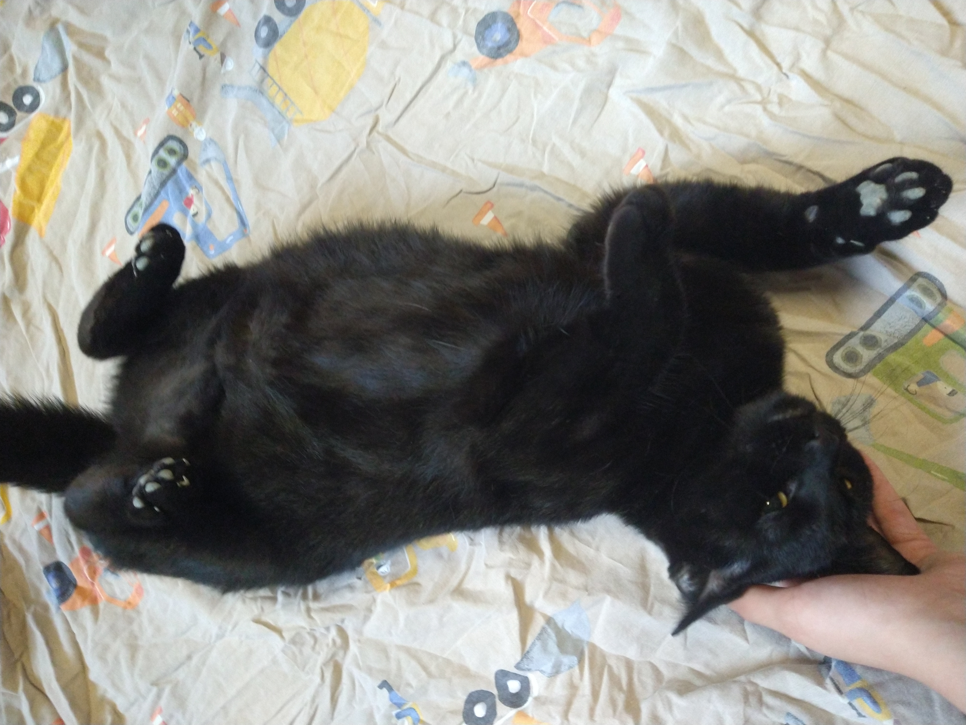 Ember, a Adoptable mixed breed in Fair Oaks, IN image 3/3