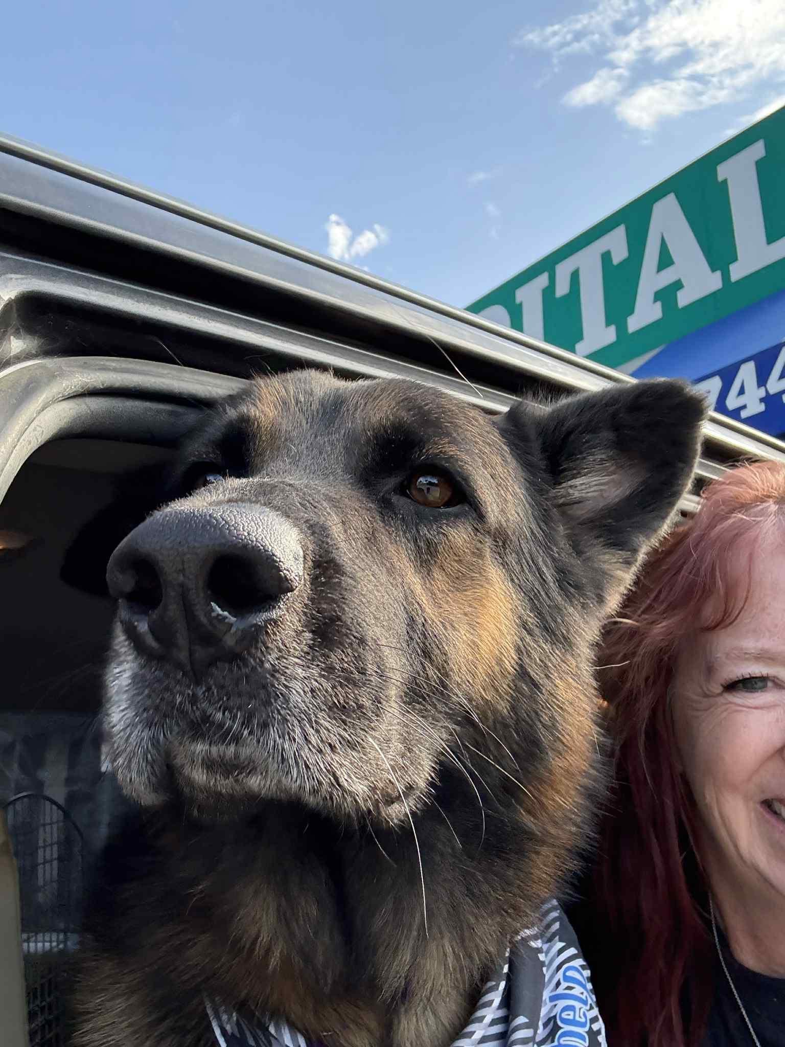 Lucca (Rover), a Adoptable German Shepherd Dog in Brookfield, CT image 1/3