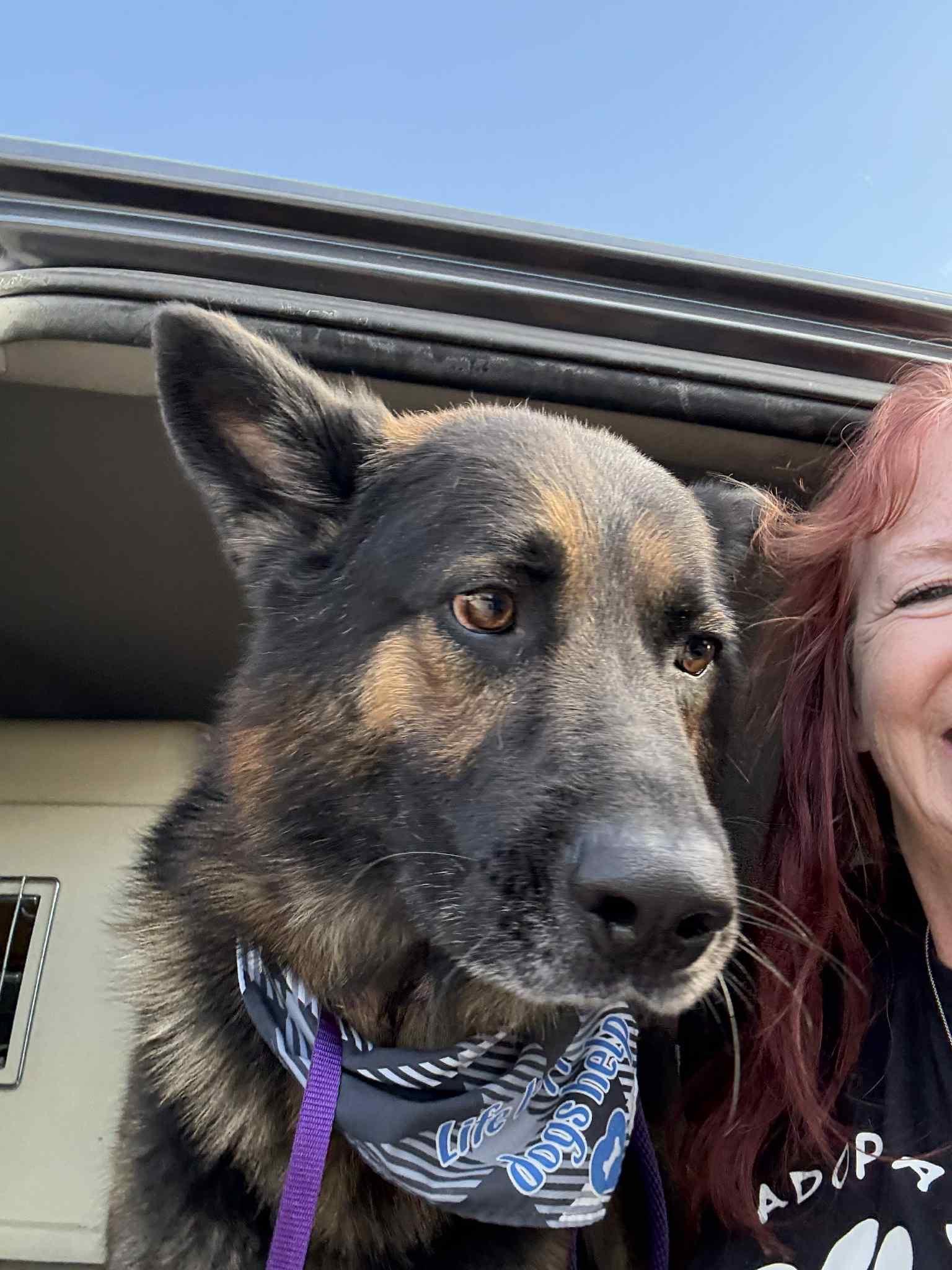 Lucca (Rover), Adoptable, Adult Male German Shepherd Dog.