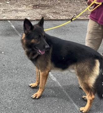 Lucca (Rover), a Adoptable German Shepherd Dog in Brookfield, CT image 3/3