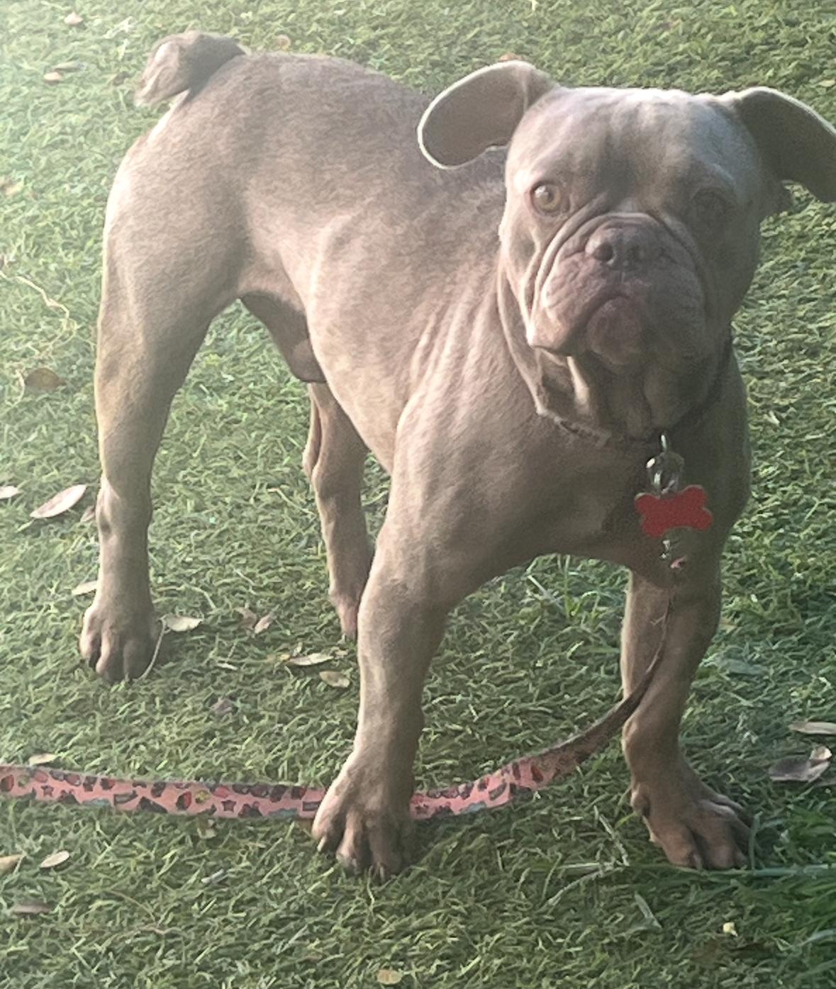 Pierre, Adoptable, Young Male French Bulldog.